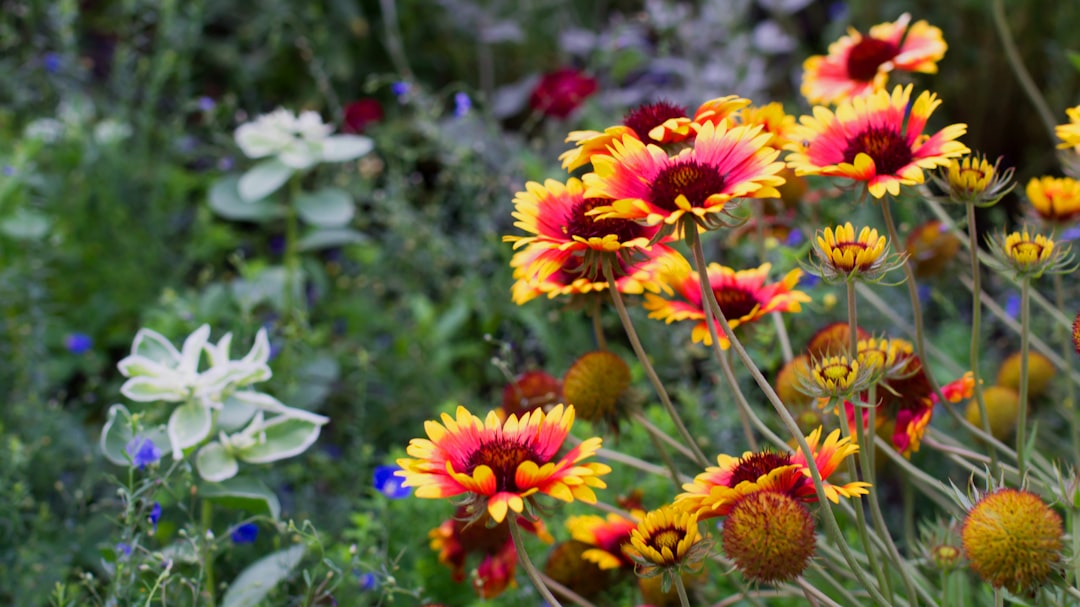 A flowerbed in full colour on a bright morning